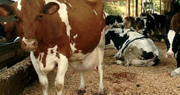 Ganaderos de México ven innecesaria importación de carne; afirman hay para abastecer mercado nacional