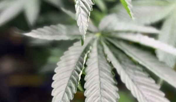 Trump firma una orden para relajar las restricciones contra la mariguana medicinal