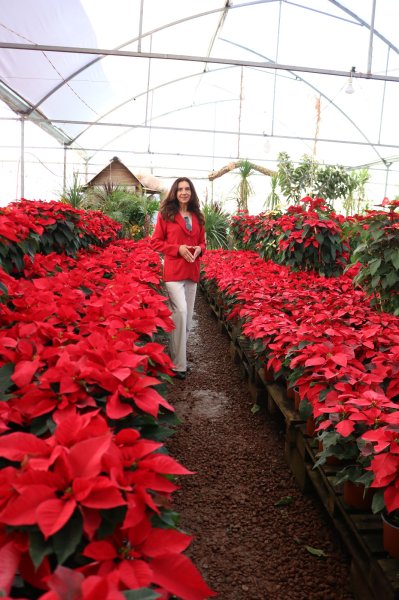 Docente de la UACH explica el simbolismo de la Nochebuena