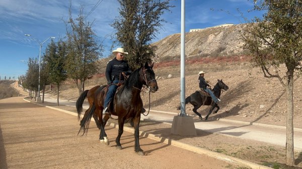 Retuvo Gobierno Municipal 79 animales mostrencos en vialidades durante 2025