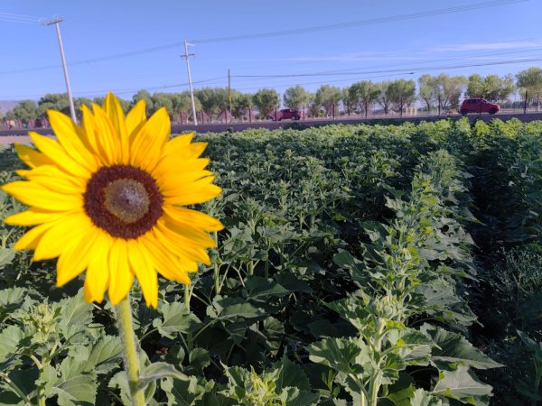 FCAyF–UACH impulsa el uso de semillas nativas para el ahorro de agua