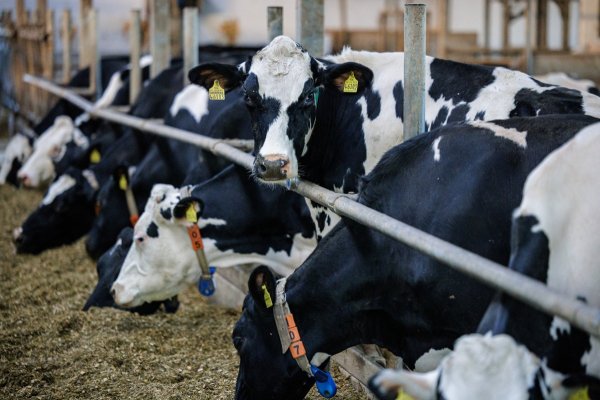 Cerca de 350 mdd se dejaron de comercializar por segundo cierre de fronteras: Bustillos