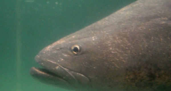 México libera 40 mil crías de totoaba en Baja California Sur como medida de conservación