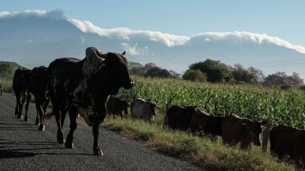 Detectan siete nuevos casos de gusano barrenador en ganado de Yucatán; van 26