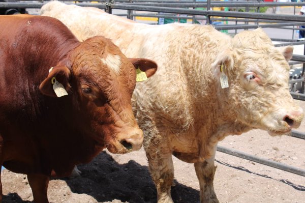 Gobierno del Estado se compromete a blindar a Chihuahua del gusano barrenador