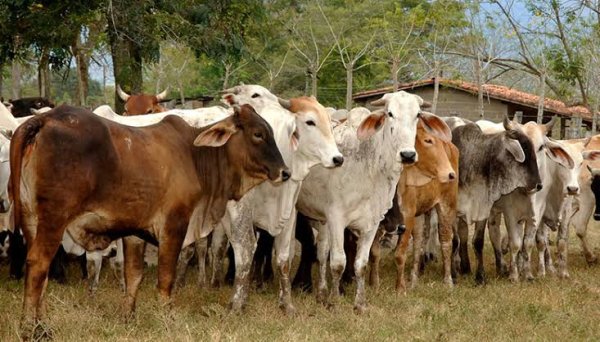 Ganaderos temen riesgos sanitarios por ganado importado de Nicaragua