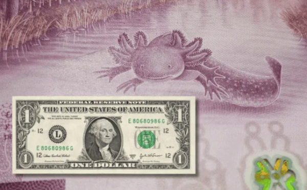 El peso tropieza frente al dólar en el cierre semanal