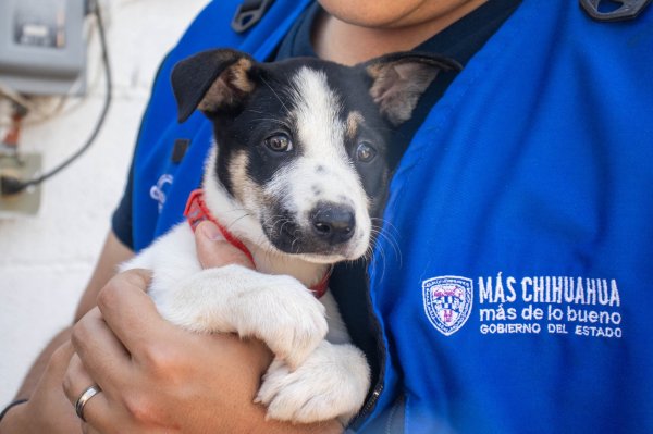 Entrega Desarrollo Humano 300 kilos de alimento para mascotas a refugios de la capital