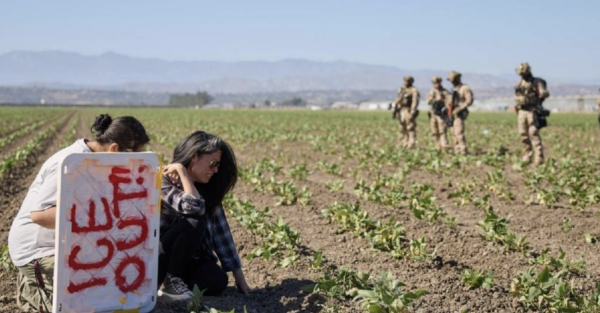 Asciende a 361 la cifra de migrantes detenidos tras redada en granja agrícola en California