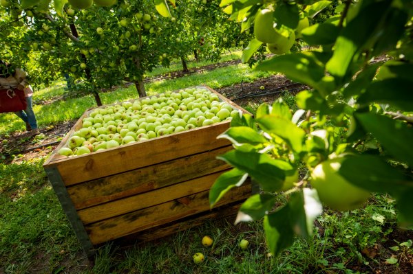 Chihuahua, noveno lugar nacional en 2024 por su producción agrícola: PIC´sp