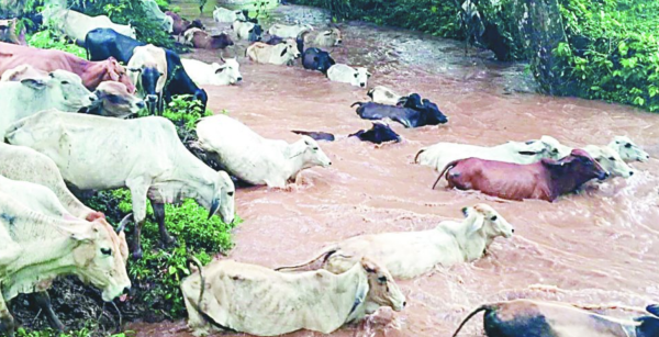 TabascoContrabando de reses infecta con barrenador