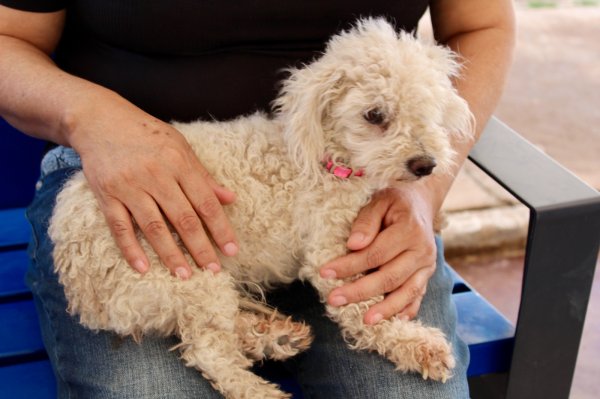 ¿Saldrás de vacaciones? Municipio emite recomendaciones para cuidar a tu mascota