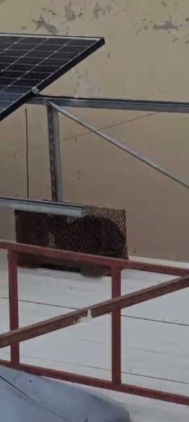 Denuncian vecinos del Cerro de la Cruz a sujeto que caza gatos para matarlos