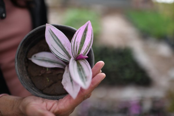 La UACH comparte consejos para cuidar tus plantas ornamentales si decides salir de vacaciones