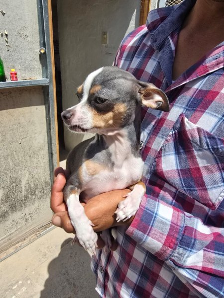 Especialista de la UACH te dice cómo evitar golpes de calor en tus mascotas