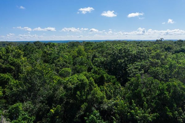 Alistan denuncias contra menonitas por desmonte de miles de hectáreas en la selva