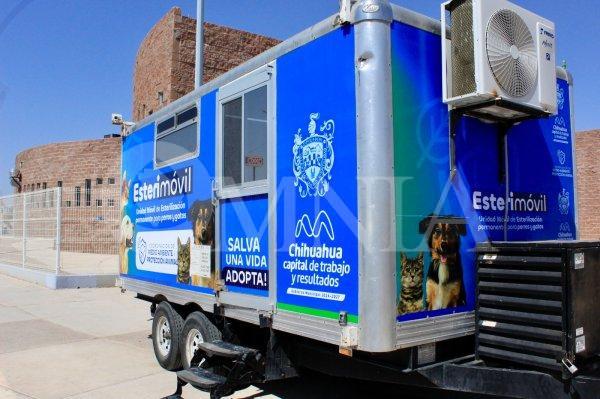 Conoce las fechas para esterilizar a tu mascota en el Esterimóvil de Municipio