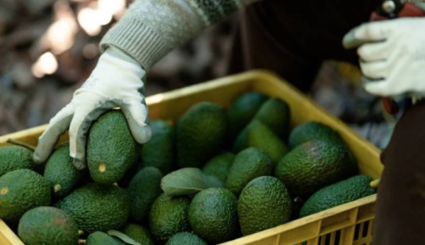 Brasil autoriza la importación de aguacate mexicano en medio de tensiones arancelarias con EU