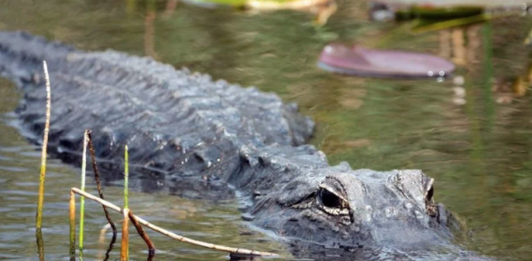 Consulado de México en Miami visita a los 14 connacionales detenidos en “Alligator Alcatraz”; no detectan hacinamiento