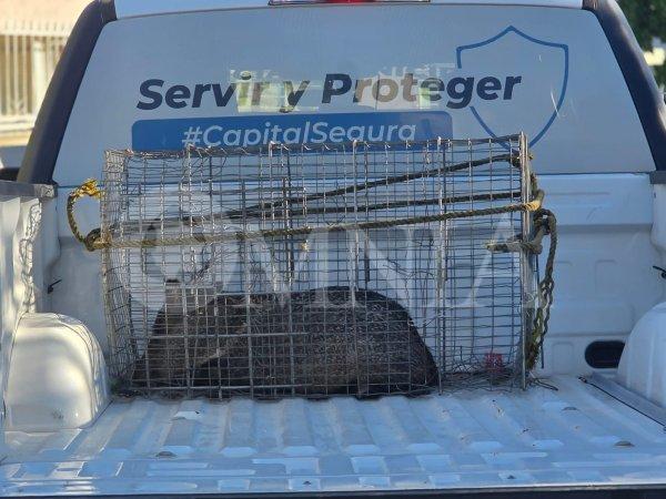 Capturan a dos pecaríes en pleno Centro de Chihuahua