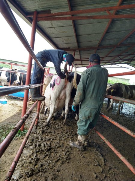Abre SDR convocatoria de apoyos para la inseminación artificial de bovinos