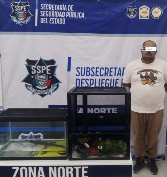 Arresta SSPE a sujeto por posesión ilegal de fauna exótica en Ciudad Juárez
