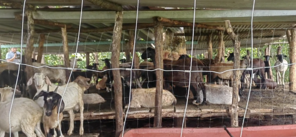 Embarga Gobierno de México 120 animales sin documentación en Oaxaca