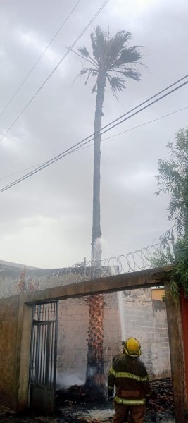Cae rayo sobre palmera de más de 20 metros y provoca incendio en la colonia Partido Romero