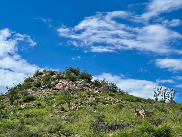 “El ecosistema está vivo”, señalan ambientalistas por avistamientos de fauna silvestre en la ciudad y áreas naturales