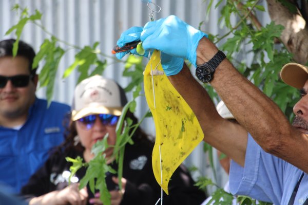 Colocan primeras 500 trampas para detectar a la mosca portadora del Gusano Barrenador del Ganado