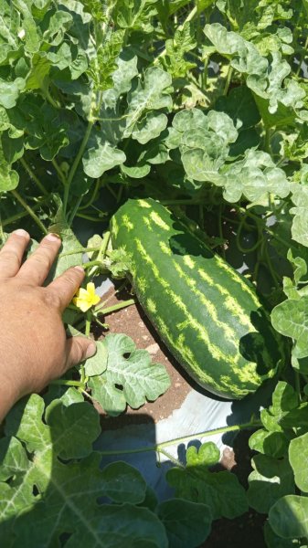 Ciencia que endulza: la UACH impulsa investigación para mejorar la calidad de la sandía con biotecnología natural