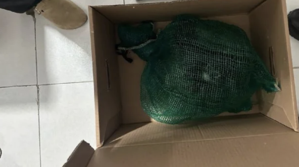 Cae en Chiapas presunto traficante de monos y guacamayas