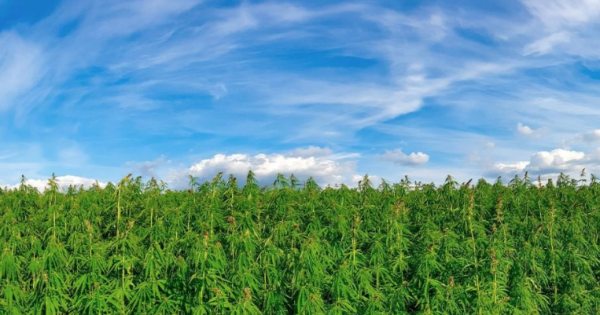 El cannabis legal florece en Marruecos, pero el mercado negro aún domina