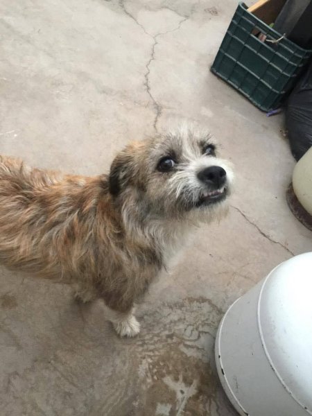 Familia busca a Benji; huyó de su hogar tras incendio provocado