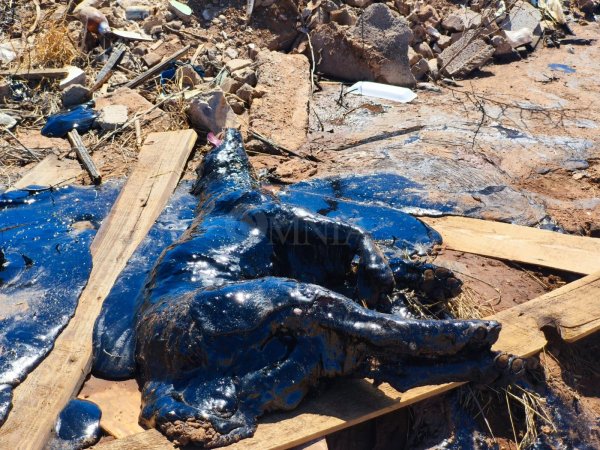 Clausuró Desarrollo Urbano y Ecología negocio que vertió chapopote donde cayeron caninos