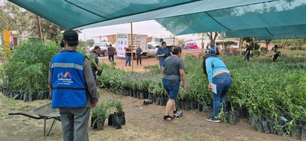 Recibe Vivero Municipal árboles donados por Fundación Grupo México para reforestar espacios públicos