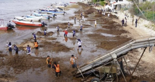Sargazo llega al Caribe mexicano en cifras nunca antes vistas