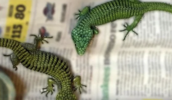 Vinculan a proceso a hombre con 299 reptiles en peligro de extinción en su equipaje en el AICM