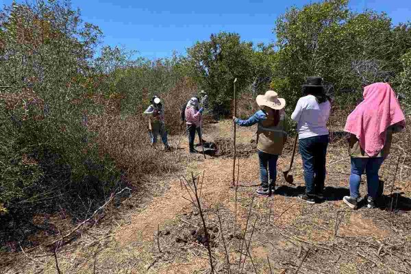 Colectivo localiza al menos ocho osamentas en fosas clandestinas en Mazatlán, Sinaloa