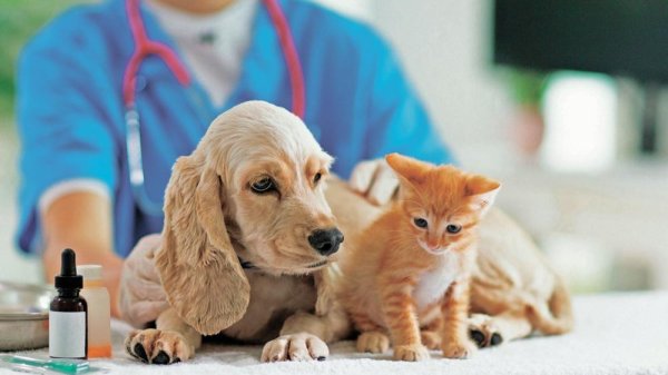 Farmacias del Ahorro lanza línea especializada para mascotas con orientación veterinaria gratuita