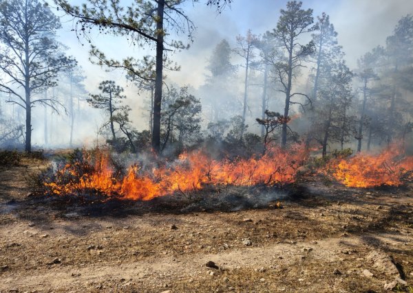 Combaten incendios forestales 162 brigadistas en cinco municipios del estado