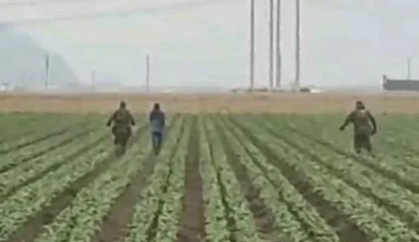 Redadas del ICE llegan a campos agrícolas de California (video)