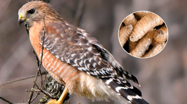 El gusano barrenador es un riesgo para cualquier ser vivo de sangre caliente: Profauna