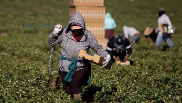 Trump da marcha atrás y frena redadas migratorias en campos agrícolas y hoteles
