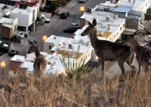 Captan venados en el cerro de 