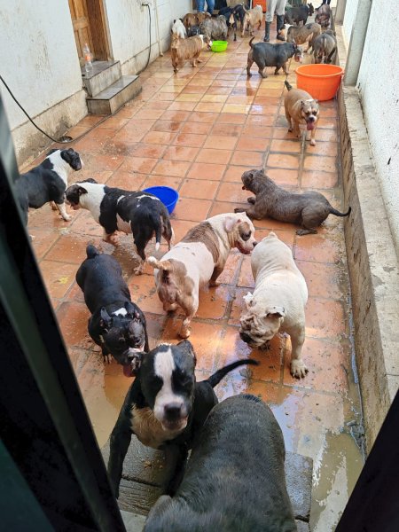 Activista pide apoyo ante amenazas de muerte tras rescate de 29 perros de local