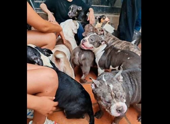 Se aborda en Congreso contexto jurídico de la irrupción en criadero de perros en Chihuahua