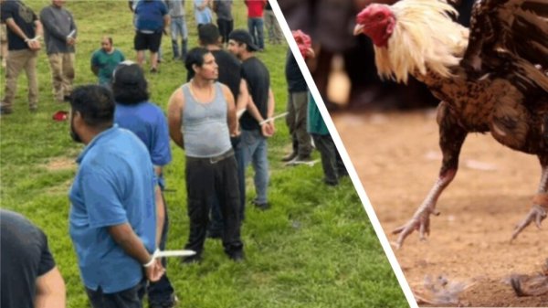 Operativo del ICE desmantela red de peleas de gallos en refugio de migrantes en Alabama