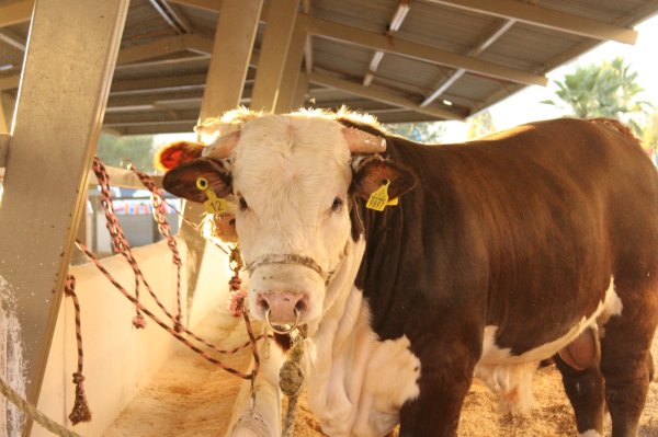 Impulsa Desarrollo Rural el mejoramiento genético del ganado con entrega de toros de registro
