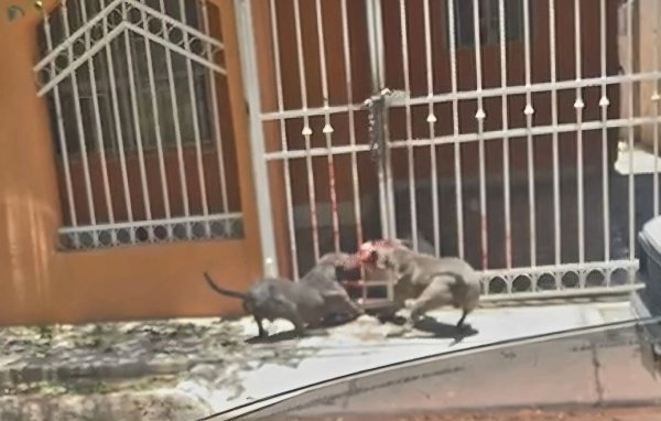Pareja de pitbulls causa alarma en la colonia Alameda primera etapa